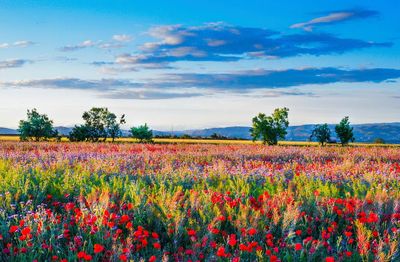 Red poppy field. Free public.