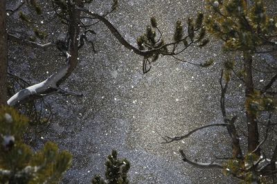 Snowy Forest Reflection Poster. poster