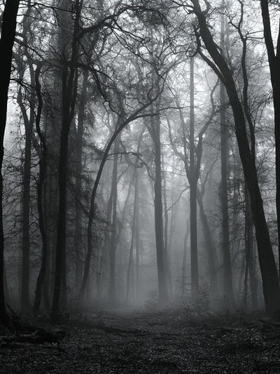 Misty Forest Path Photography Poster. poster