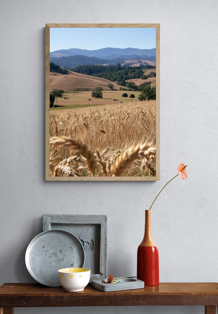 Golden Wheat Hills Landscape Print. — room view 3