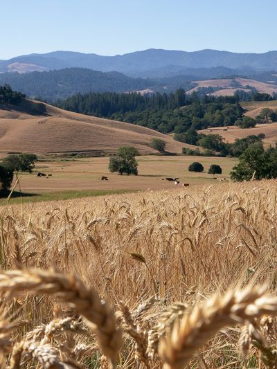 Golden Wheat Hills Landscape Print. poster