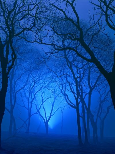 Blue Misty Forest Poster.