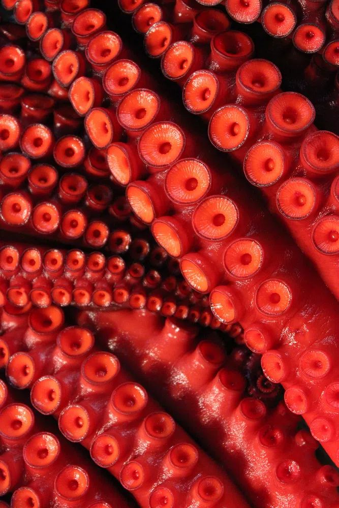 Crimson Octopus Tentacles Print. poster detail