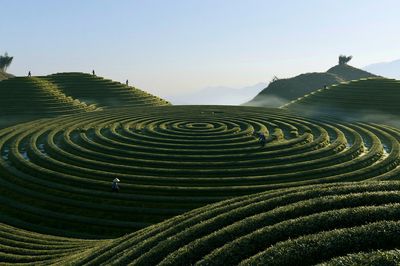 Terraced Tea Fields Landscape Print. poster