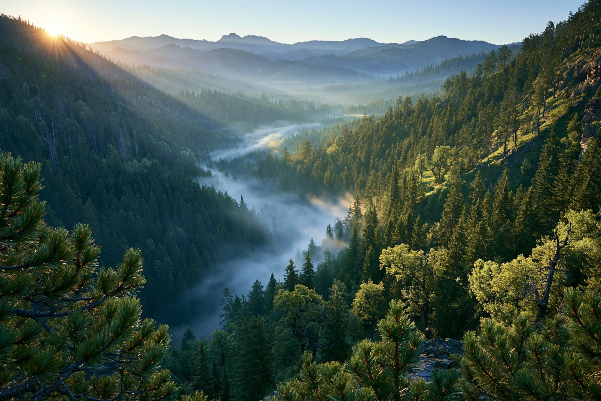 Misty Mountain Forest Sunrise Poster. poster — nature art