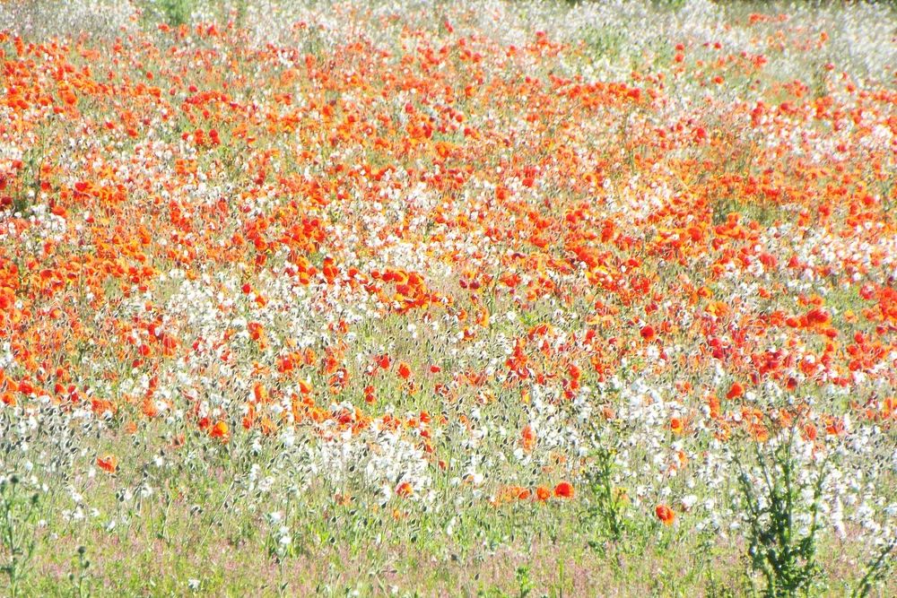 vast field white red flowers. poster detail