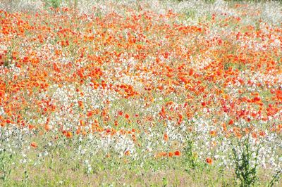 vast field white red flowers. poster