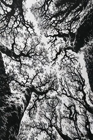 Canopy of Bare Trees Photography Poster. poster — nature art