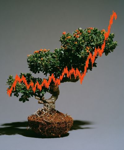 Bonsai Growth Chart Photography Poster. poster