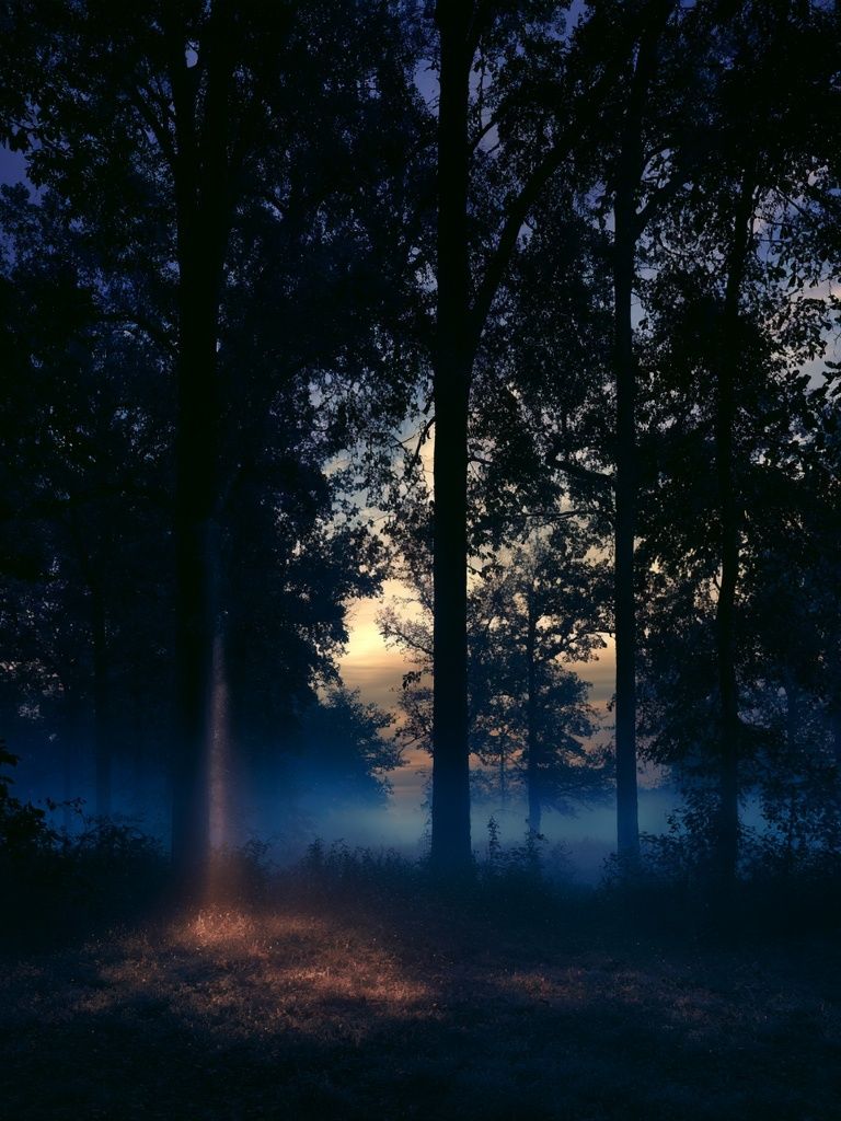 Misty Forest Dawn Poster. poster detail