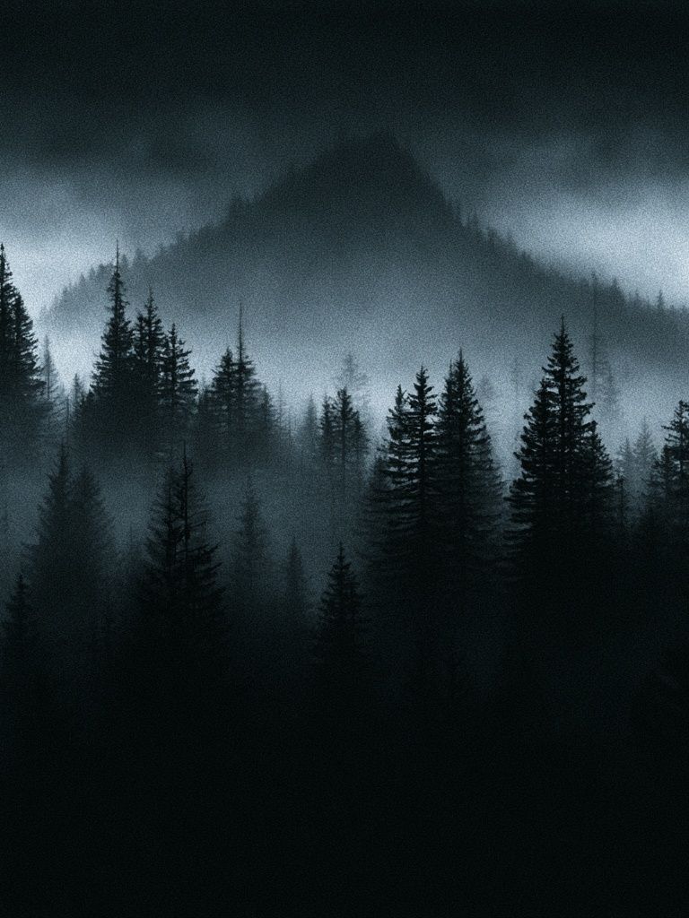 Misty Pine Forest — Photography Print. poster — nature art