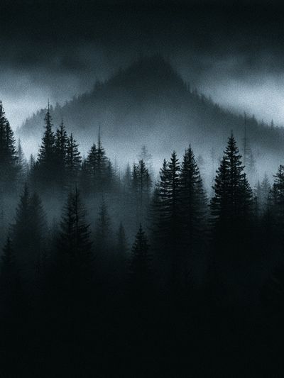 Misty Pine Forest — Photography Print. poster