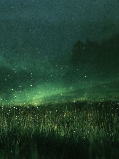 Firefly Meadow Night Poster. poster