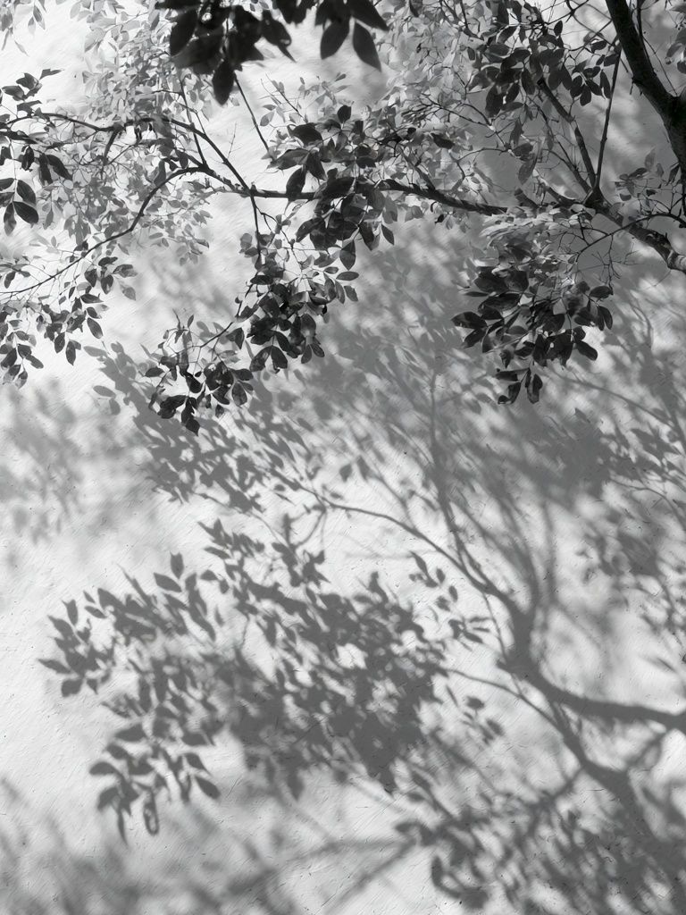 Tree Shadows Black-White Print. poster — nature art