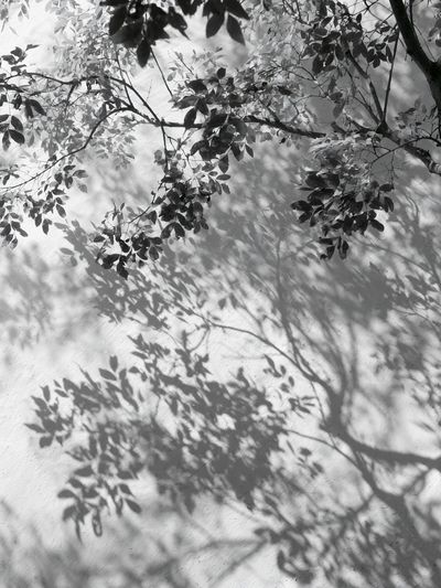 Tree Shadows Black-White Print.