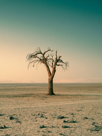 Solitary Desert Tree Poster.