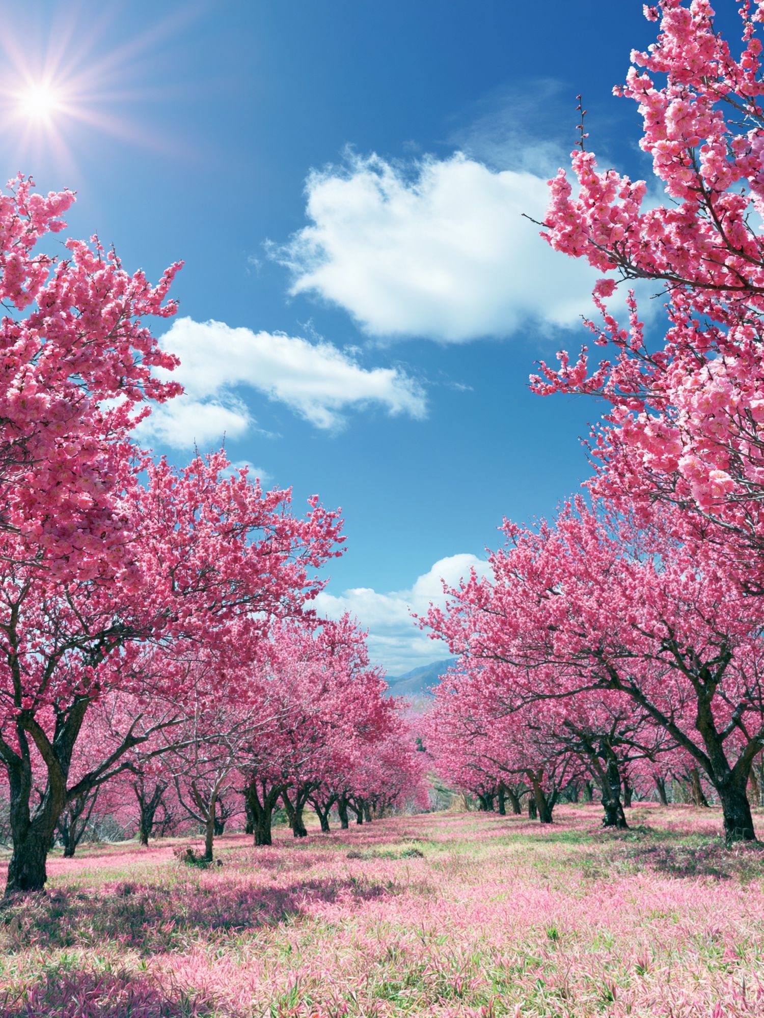 Pink Cherry Blossom Orchard Poster. poster — nature art