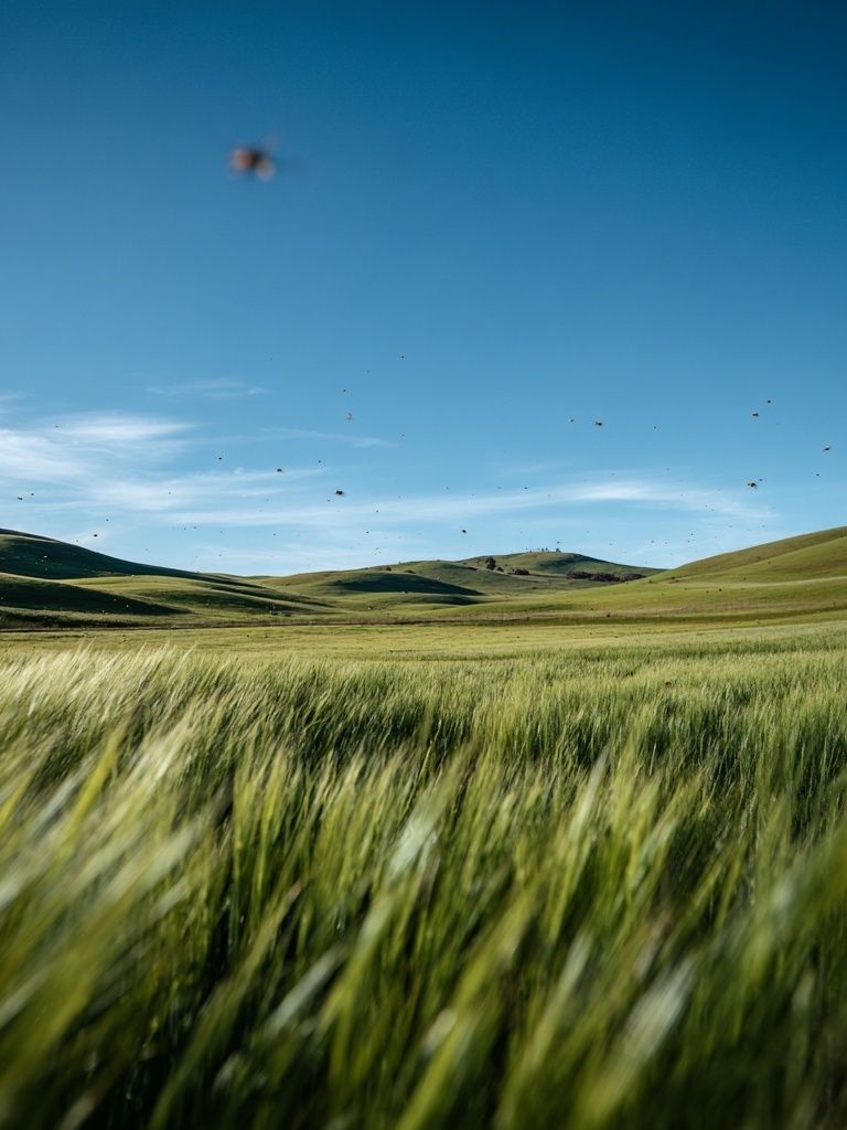 Lush Green Fields Under Blue Sky — Nature Print. poster detail