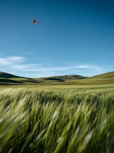 Lush Green Fields Under Blue Sky — Nature Print.