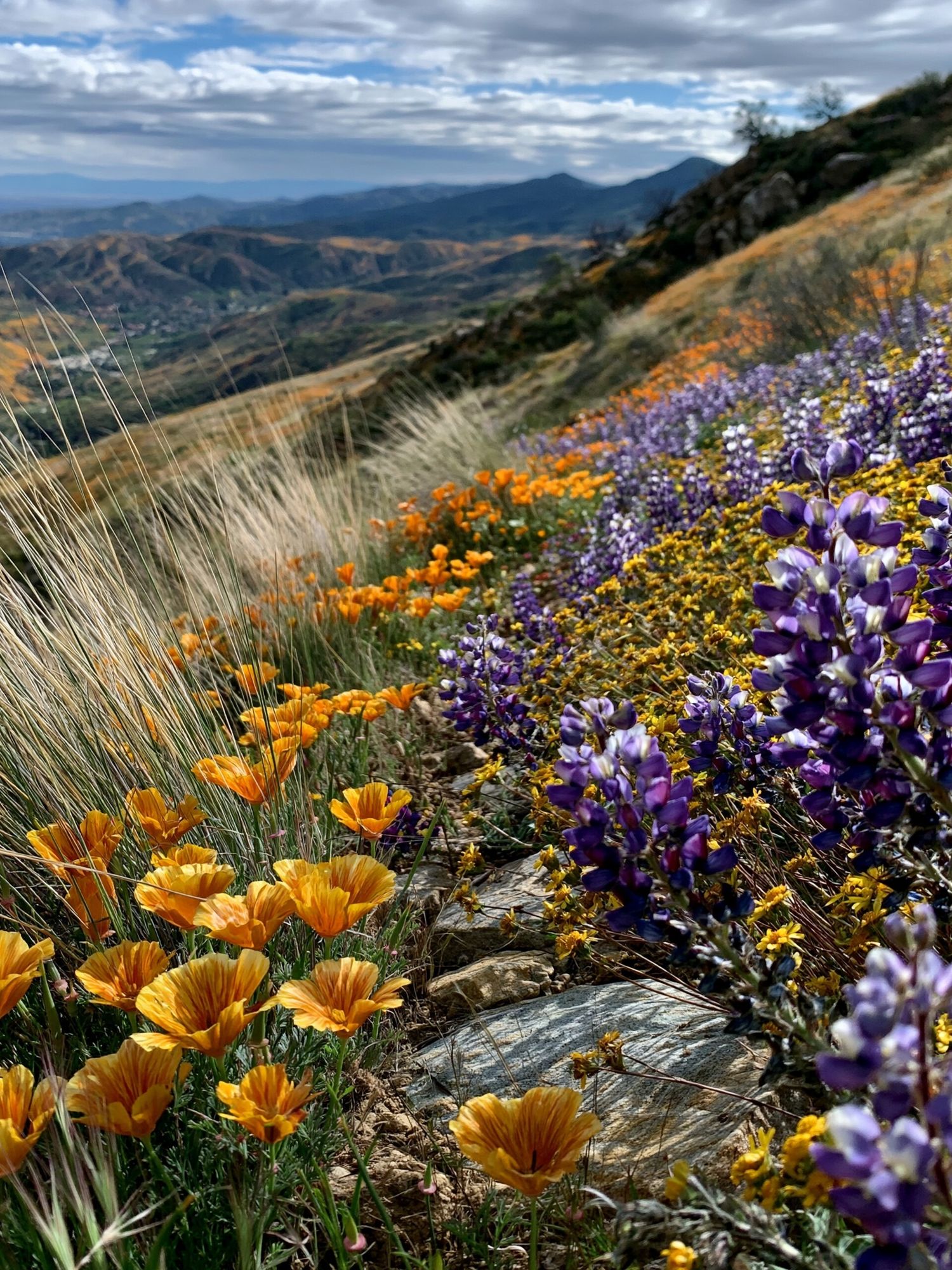 Wildflower Mountain Meadow Photography Poster. poster detail