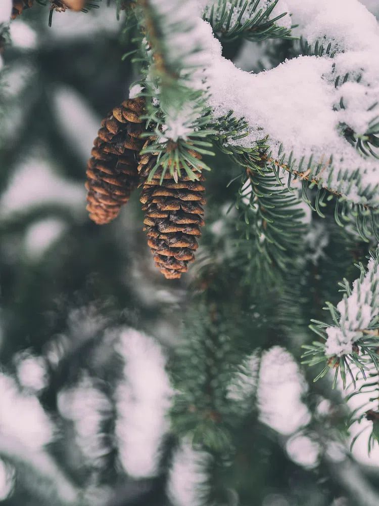 Snowy Pinecones — Nature Print. poster detail