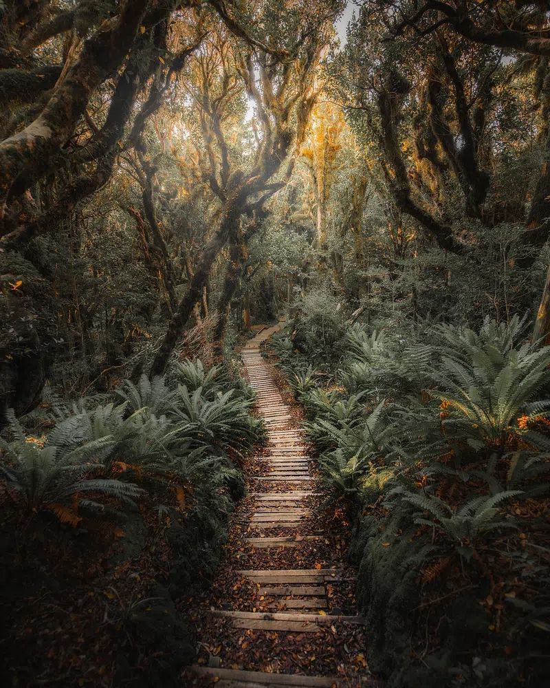 Pathway New Zealand tropical jungle. poster — nature art