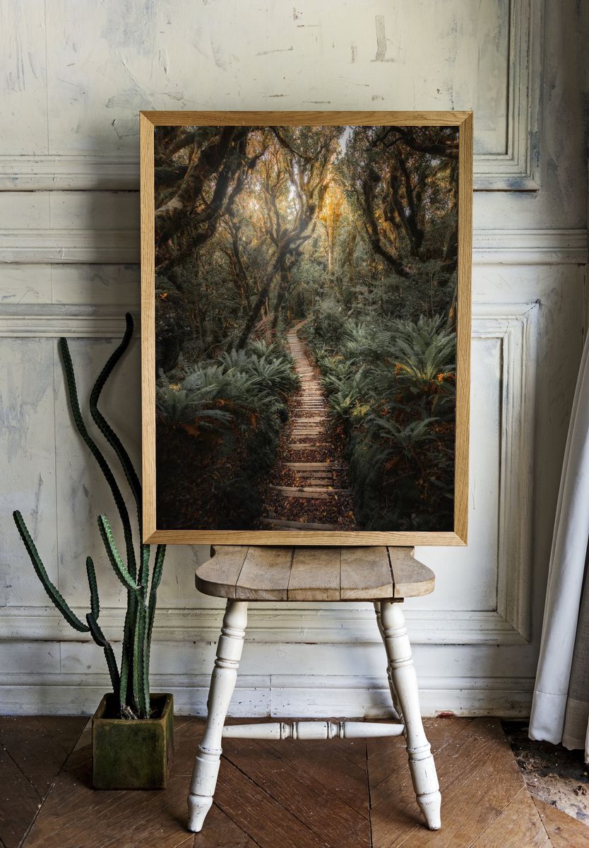 Pathway New Zealand tropical jungle. — room view 1