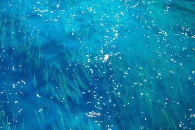 Underwater Grass and Petals — Nature Print. poster