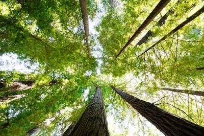 Redwood National State Parks. Original.