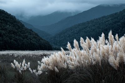 Misty Mountain Grassland Photography Poster