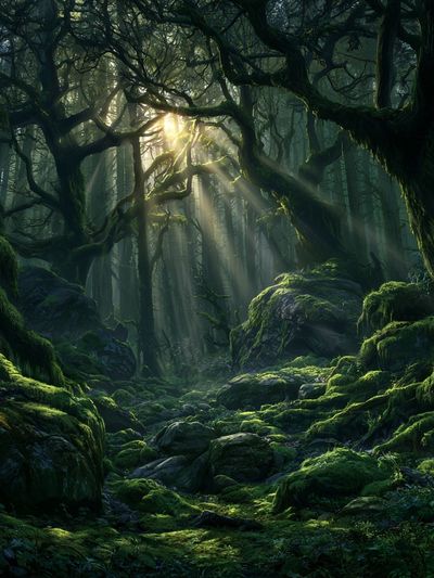 Enchanted Moss Forest Print. poster