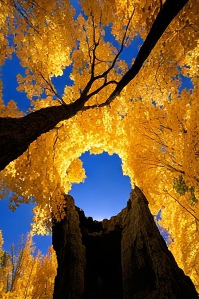 Golden Autumn Trees Poster. poster