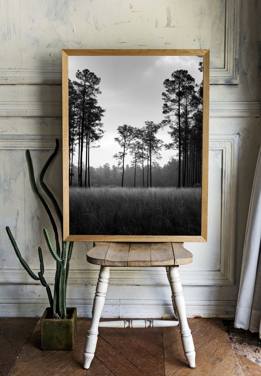 Misty Pine Forest Black-White Poster. room preview