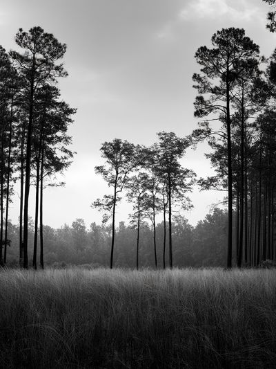 Misty Pine Forest Black-White Poster. poster