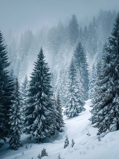Snowy Pine Forest Landscape Poster. poster