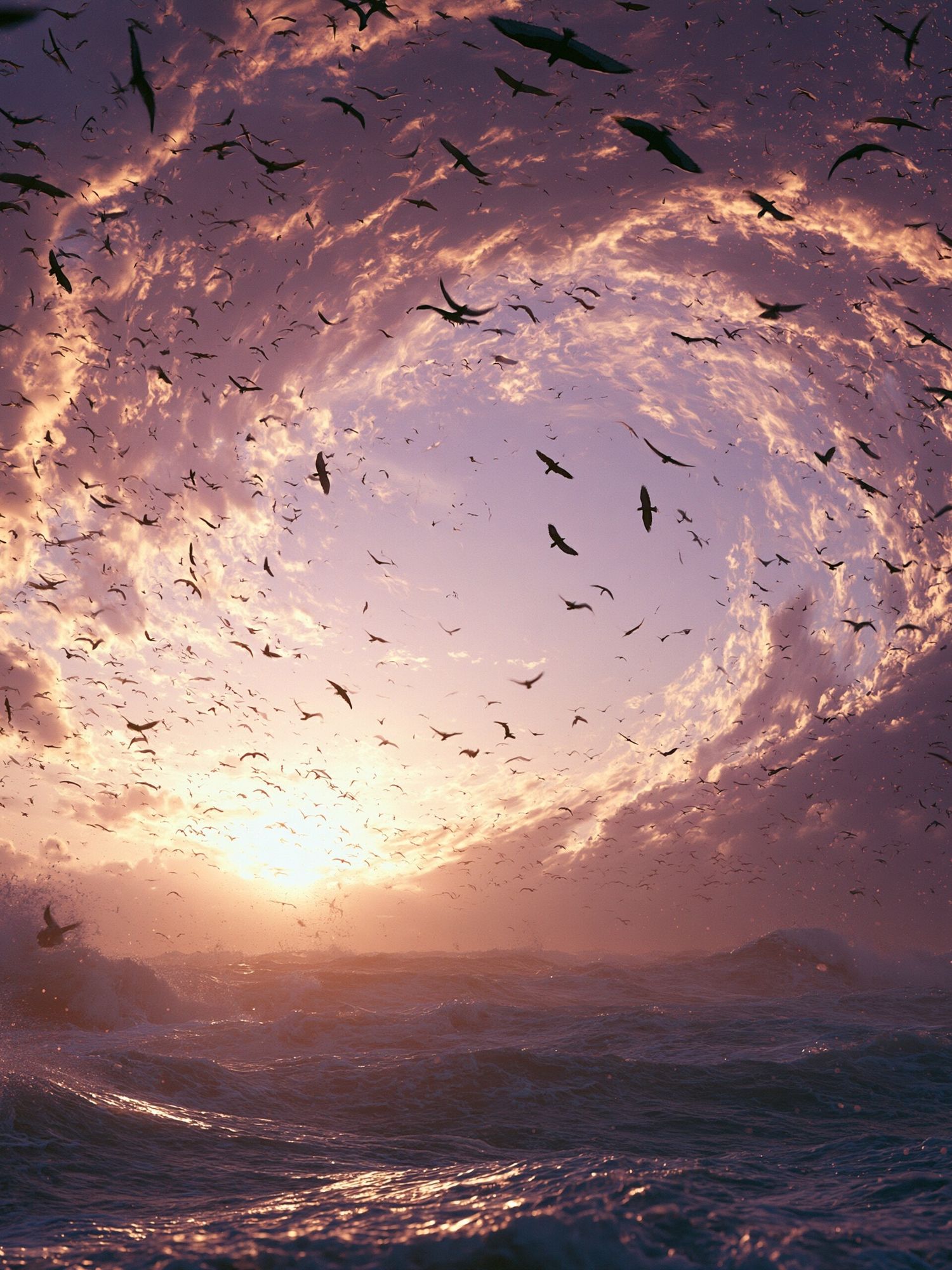 Sunset Seabirds Ocean Print. poster detail
