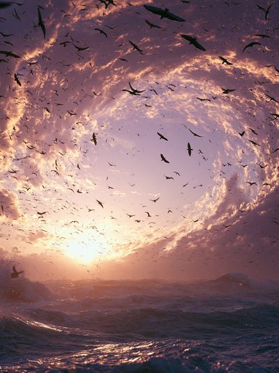 Sunset Seabirds Ocean Print. poster print
