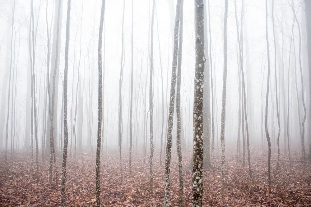 thick fog forest thick layer. poster detail