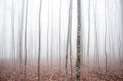 thick fog forest thick layer. poster