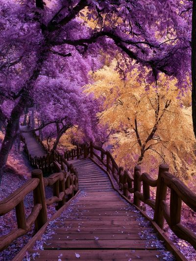 Autumn Forest Stairway Poster.