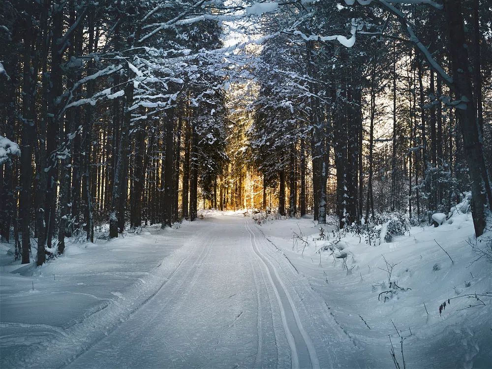 Snowy Forest Path Poster. poster — nature art