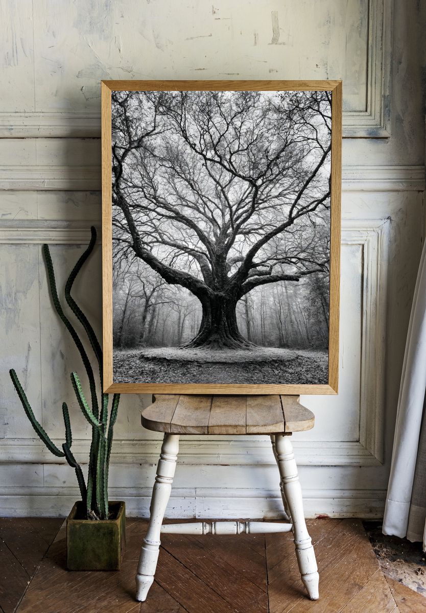 Ancient Tree in Mist Poster. room preview