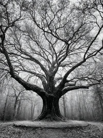 Ancient Tree in Mist Poster.