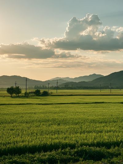 Golden Rice Fields Landscape Poster. poster