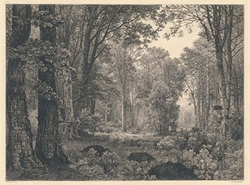 Misty Woodland Forest Print. poster — nature art
