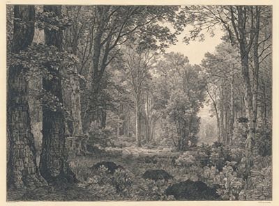 Misty Woodland Forest Print. poster