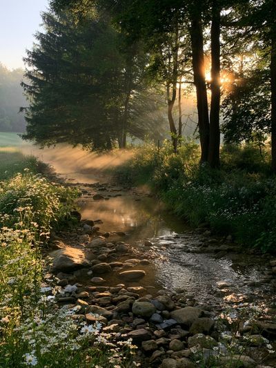 Sunlit Forest Stream Poster. poster