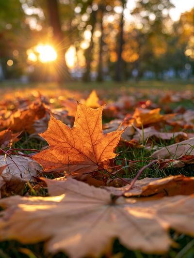 Autumn Leaves at Sunset Poster. poster