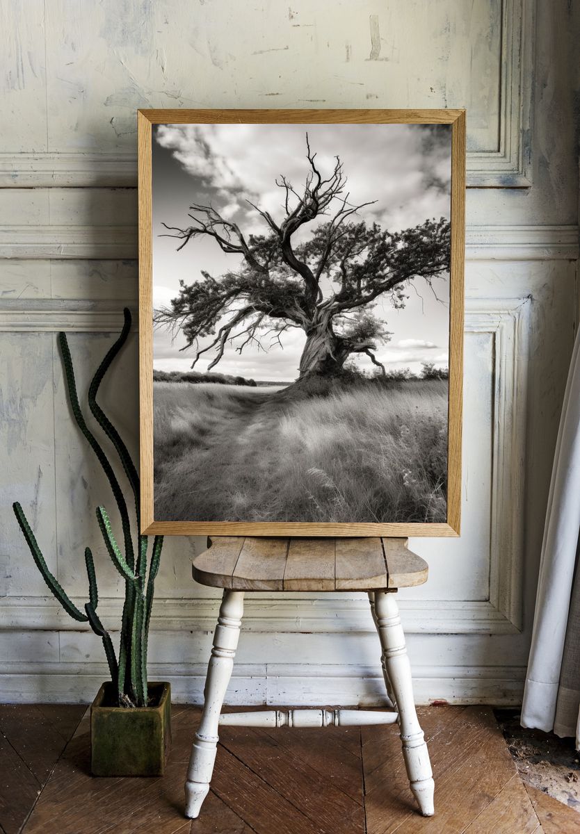 Solitary Tree in Meadow Black-White Poster. — room view 1
