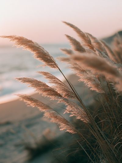 Coastal Reeds at Sunset Print.